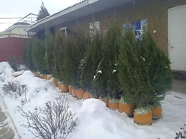 саженцы туя колоновидный: Саженцы деревьев: Туи, Самовывоз — 4