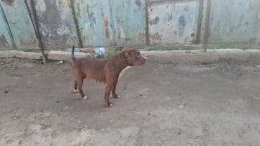 сколько стоит собака породы доберман: Питбуль, 1 жаш, Ургаачы, Эмделген — 1