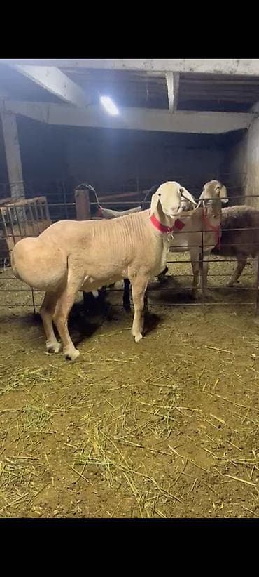 чоп беде тюк: Продаю | Баран (самец) | Арашан | Для разведения | Племенные — 1