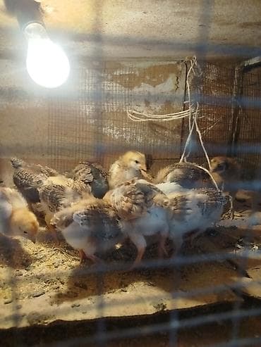 зоомагазин бишкек с животными: Продаю цыплят домашних — 1