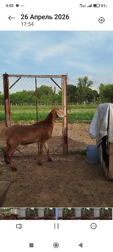 немецкая собака: Продаю | Баран (самец) | Арашан | Для разведения | Матка — 5