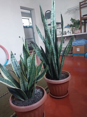 цветок диффенбахия: Сансевьера (щучий хвост) в больших горшках - Два взрослых кустa — 6