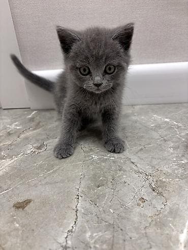black cat: Британская короткошёрстная, 1 месяц, Девочка, Голубой, Приучена к лотку — 3