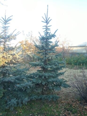 сколько стоит большой аквариум: Декоративдик дарактар — 4