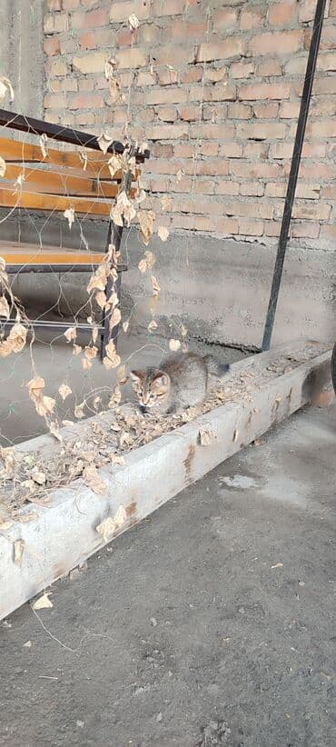 котята отдам: Беспородная, 2 месяца, Девочка, Приучена к лотку — 6