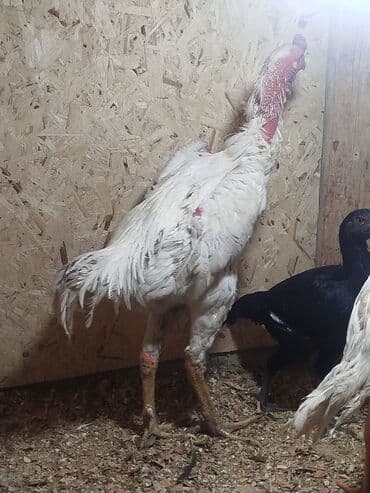 продам сельхоз животных: Дакан ак короз сатылат бойу чон алмашу жолдору бар адрес Заря Тынчтык — 3