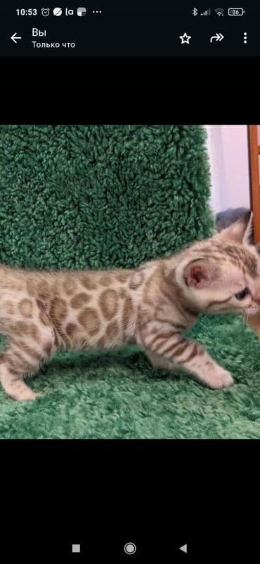 сколько стоит котенок британской золотой шиншиллы: Друзья. !!!.в питомнике Бен Гла Мур. долгожданные новые детки — 7