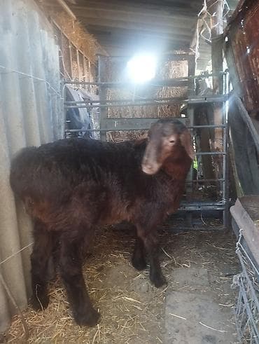 баран матка: Продаю | Баран (самец) | Арашан | Для разведения | Осеменитель — 3