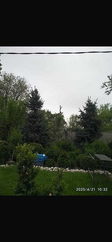 дерево береза: Ель колючая (Picea pungens, голубая ель) — саженцы разных размеров. - — 7