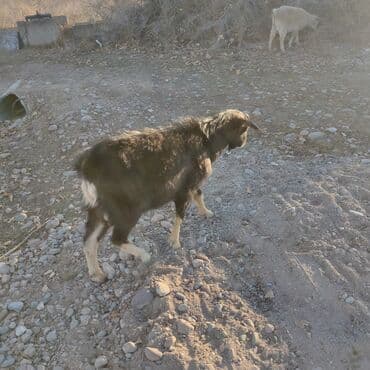 отдам котят в добрые руки бишкек: Продоем козлят улактар возраст 7 мес.цена10тыс .на выпасе — 7