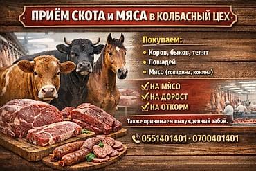 Колбаса цехи : Уйлар, букалар, | Бордоп семиртүү үчүн