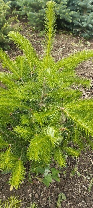 семена картофеля купить: Башка үрөн жана көчөт түрлөрү — 3