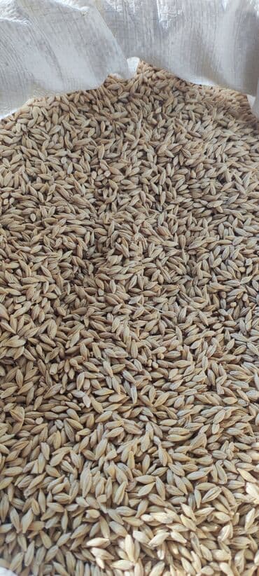 постельное белье бишкек цена: Ячмень в мешках, семена, сорт "Вакула" - Крупное ровное зерно — 2