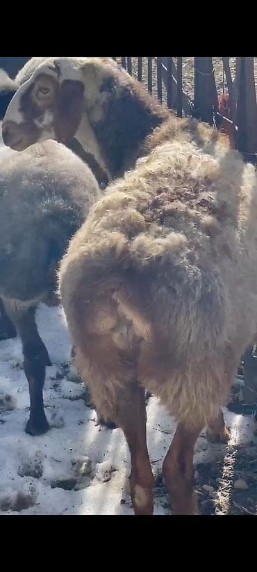 саман прес ош: Продаю | Овца (самка) | Гиссарская | Для разведения, На забой | Котные — 7