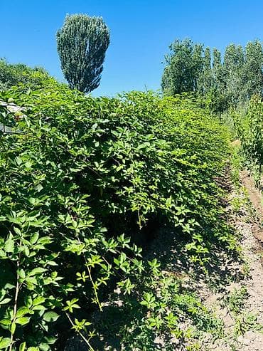 кирпичный стонок: Саженцы! Ежемалина Сорта: Натчез, Лохнес. По 50 сомов за штуку — 5