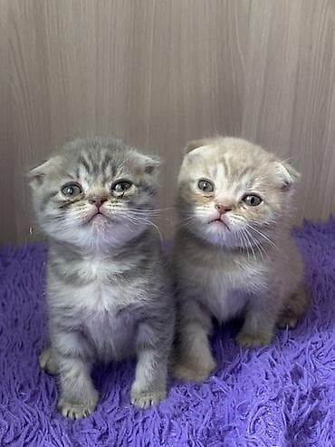 коты сфинкс: Шотландские котята с вислоушками - Порода: шотландская вислоухая — 2