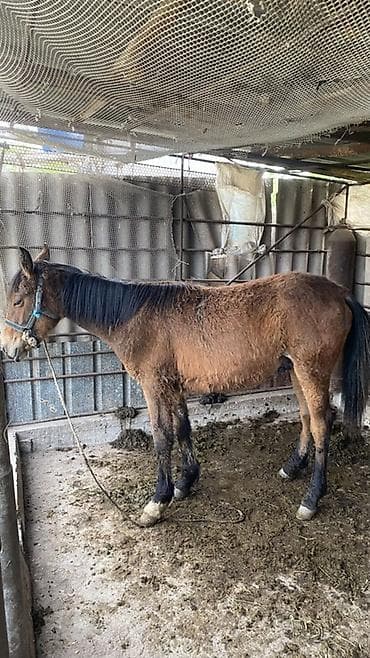 селка зерновой: Продаю | Жеребец | Рабочий — 1