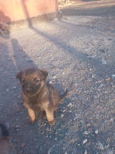 борзые собаки: 1 месяц, Самка — 2