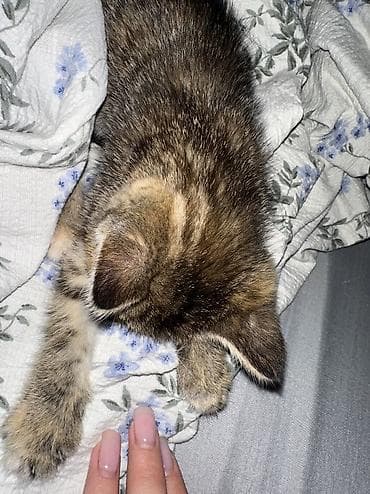 кошеи: Девочка, Приучена к лотку — 4