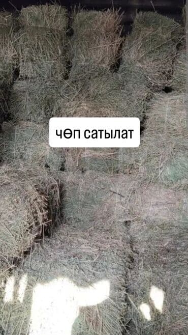 ош собака: Сено в тюках. - Прессованные прямоугольные тюки, удобные для — 1