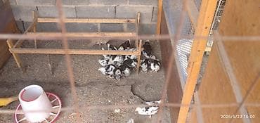 попугай токмок: Продаю | Куры | Для разведения — 7