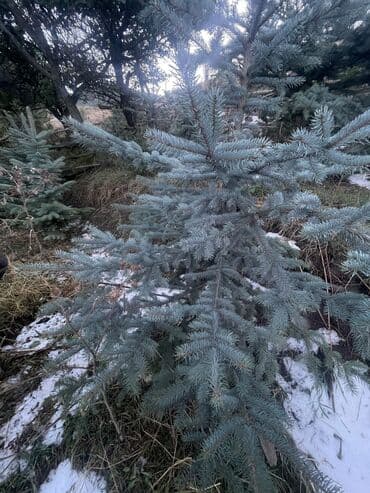 веник с совком цена бишкек: Продается — 6