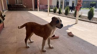 питомники собак в бишкеке: Алабай, 4 месяца, Самец, С прививкой — 5