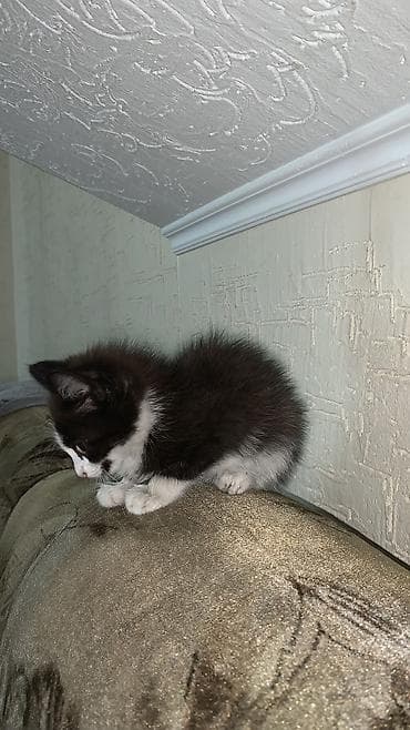 собака овчарка: Кошка даром: Беспородная, Мальчик — 5