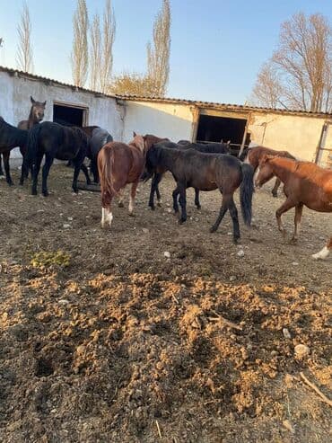 корм форели: Продаю | Жеребенок, Жеребец, Кобыла (самка) | Полукровка | Для разведения, На забой, Рабочий — 6