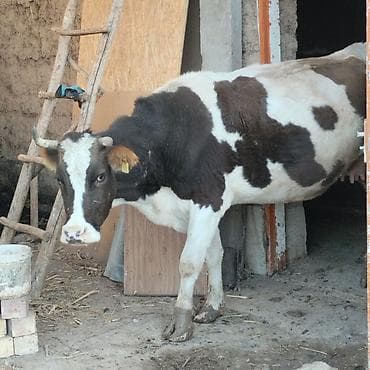 просто ат: Продаю | Корова (самка) | Для молока — 3