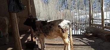 стальная корова: Продаю | Тёлка | На откорм | Нетель — 2