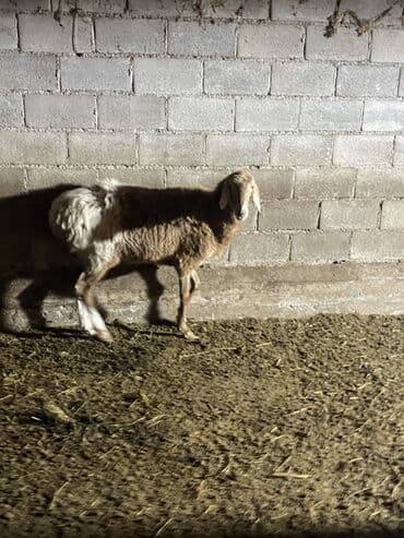 ит итер ош: Продаю | Овца (самка) | Для разведения | Матка — 5