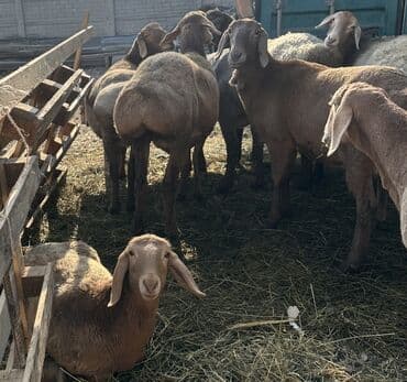 Собаки: Продаю | Овца (самка), Ягненок | Гиссарская, Арашан | Для разведения | Племенные, Котные, Матка — 3