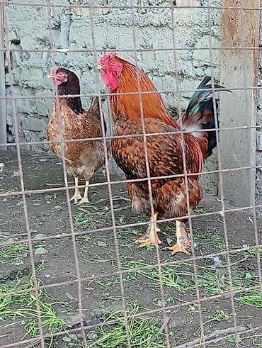 дом для кур: Продаю | Куры | Домашняя | Несушки — 5