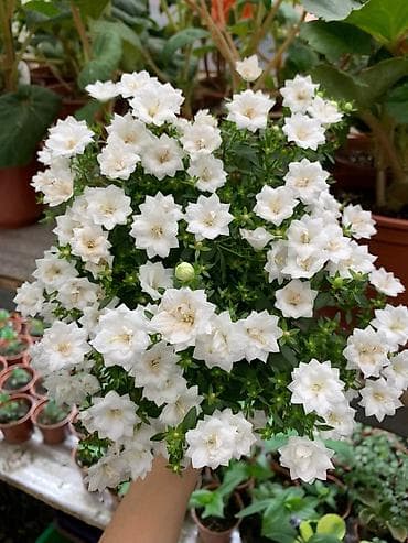 вьющиеся цветы: Кампанула (жених и невеста) — 7