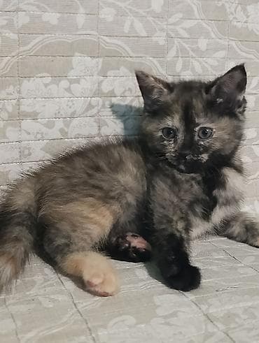 cat litter: Кошка даром: Британская короткошёрстная, 2 месяца, Девочка, Метис, Приучена к лотку, Проглистована — 5