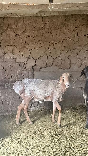 порода комару: Продаю | Овца (самка) | Для разведения | Племенные — 7