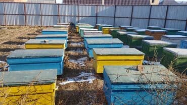 эко чай кыргызстан цена: 🇰🇬Kyrgyz Bal🐝 натуральный горный Токтогулский мёд 🍯 Натуральный — 6