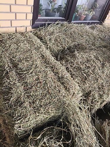 Таза беде сатылат