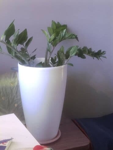 примула комнатные: 5000 сом одна ваза напольная если заберёте оптом уступим скидку - — 3