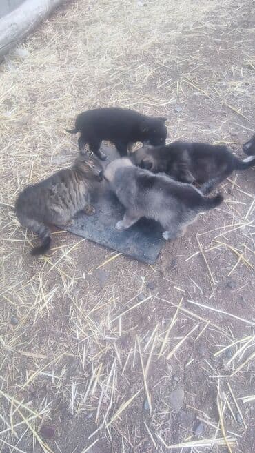 Иттер сатылат: Бесплатно и Кучук щенки сабачки — 1