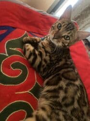 домашний котёнок: Бенгальский котёнок, 4 месяца, мальчик, все прививки есть, без — 3
