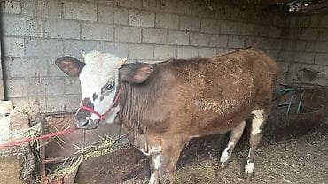 кекилик бишкек: Сатам | Кунаажын | Симментал | Союуга, Көбөйтүү үчүн, Сүт алуу үчүн | Асыл тукумдуу, Кысыр, Жасалма уруктандырылган — 9