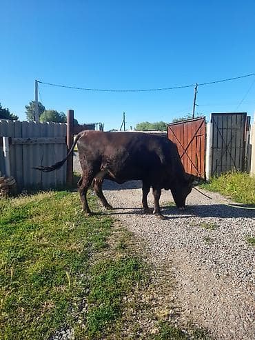 купить собаку кане корсо: Бооз кунажын,9 ай. 3 жаш прода Ала тоо — 7