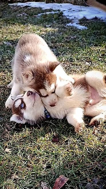 сколько стоит собаки хаски: Хаски, 5 месяцев, Самец, С прививкой, С родословной — 7