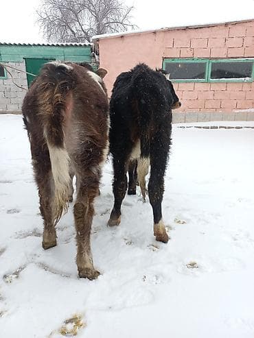 дончак купить: Продаю | Бык (самец) | На откорм | Привязанные — 4