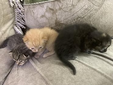 отдам даром котенка бишкек: Кошка даром: Беспородная, 1 месяц, Мальчик — 1