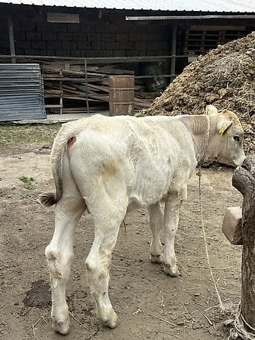кой кана: Продаю | Бык (самец) | Привязанные — 2