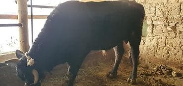 бычки бельгийцы: Продаю | Бык (самец) | На откорм | Привязанные — 1