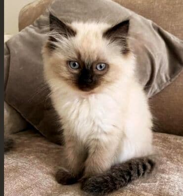 мейн кун бишкек питомник lyubushka купить котенка цена фото: Скотиш Страйт (Шотландская прямоухая), 2 месяца, Девочка, Лиловый, Приучена к лотку — 1